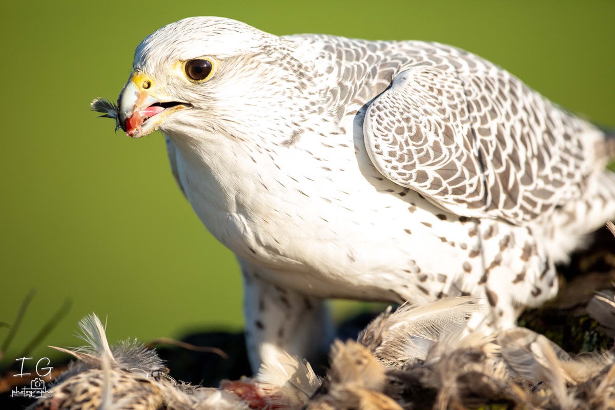  5D49992 21 november 2021 1221 04